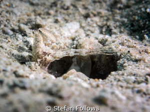 "Better a living beggar than a buried emperor." Jean de L... by Stefan Follows 